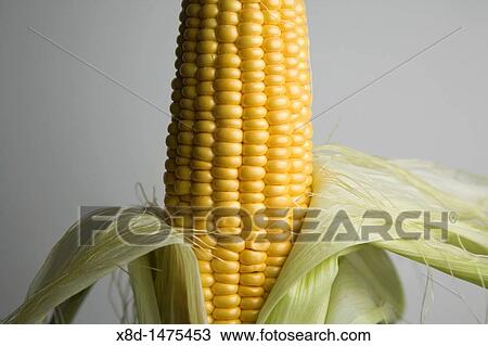 Ear of corn Zea mays View Large Photo Image Stock Image - Ear of corn Zea mays. Fotosearch