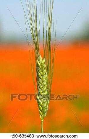 Ear of wheat View Large Photo Image Stock Image - Ear of wheat. Fotosearch