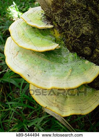 Ear-shaped fungi. View Large Photo Image Picture - Ear-shaped fungi.. Fotosearch