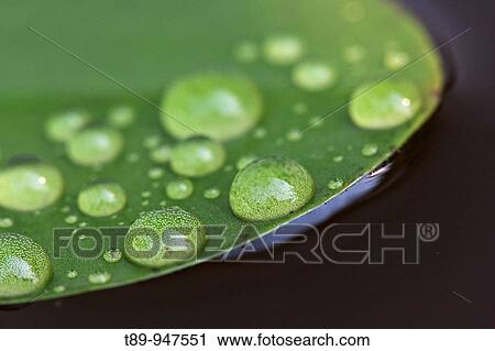 Early morning dewdrops on lily pads View Large Photo Image Stock Image - Early morning dewdrops on lily pads. Fotosearch