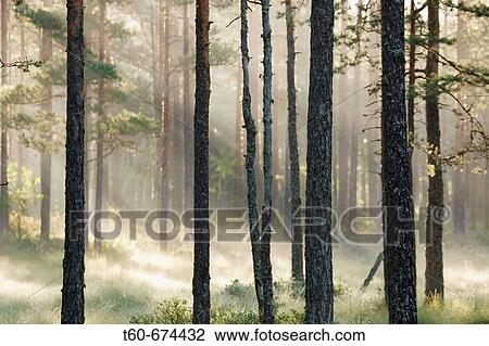 Stock Image - Early morning fog in a forest. Fotosearch