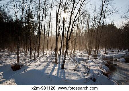 Early morning fog in a New Hampshire forest on a warm winter day View Large Photo Image Stock Photograph - Early morning fog in a New Hampshire forest on a warm winter day. Fotosearch