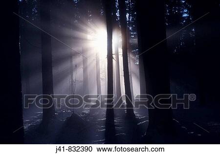 Early morning fog in trees View Large Photo Image Stock Image - Early morning fog in trees. Fotosearch