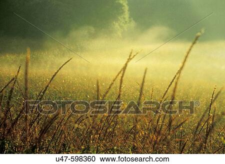 Early morning mist. Northwestern Wisconsin. USA. View Large Photo Image Stock Image - Early morning mist. Northwestern Wisconsin. USA.. Fotosearch