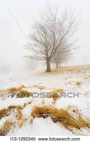Stock Photography - Early snow with grass protruding through. Fotosearch