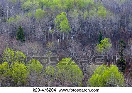 Early spring foliage emerging in mixed forest. Naughton. Ontario. Canada. View Large Photo Image Picture - Early spring foliage emerging in mixed forest. Naughton. Ontario. Canada.. Fotosearch