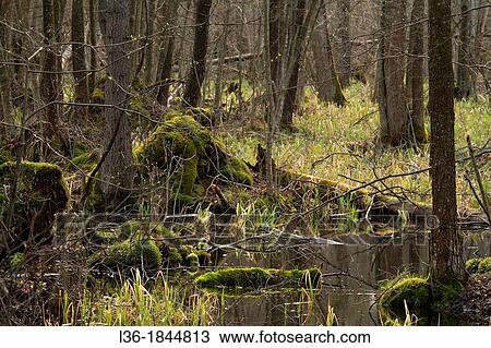 Early spring in Bialowieza National Park Poland View Large Photo Image Stock Image - Early spring in Bialowieza National Park Poland. Fotosearch