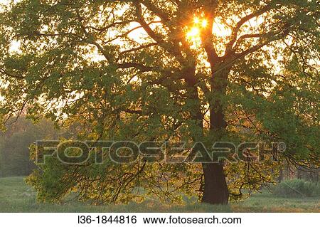 Early spring Oak tree View Large Photo Image Stock Photograph - Early spring Oak tree. Fotosearch