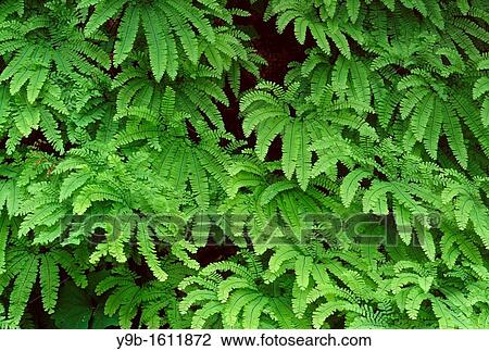 Early summer growth of western maidenhair fern Adiantum aleuticum, Gifford Pinchot National Forest, Cascade Mountains, Washington, USA View Large Photo Image Stock Image - Early summer growth of western maidenhair fern Adiantum aleuticum, Gifford Pinchot National Forest, Cascade Mountains, Washington, USA. Fotosearch