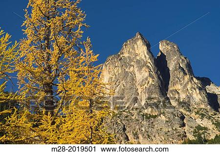 Early Winters Spires and Subalpine Larch (Larix lyallii) in autumn, North Cascades Washington. View Large Photo Image Stock Image - Early Winters Spires and Subalpine Larch (Larix lyallii) in autumn, North Cascades Washington.. Fotosearch