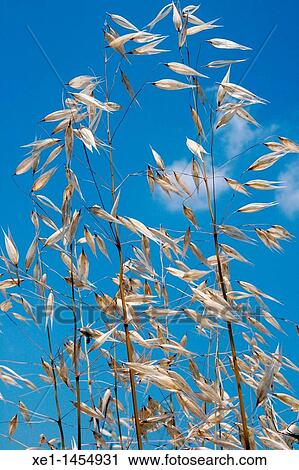 ears of corn, Bages, Catalonia, Spain View Large Photo Image Stock Image - ears of corn, Bages, Catalonia, Spain. Fotosearch