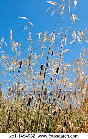 Stock Image - ears of corn, Bages, Catalonia, Spain. Fotosearch