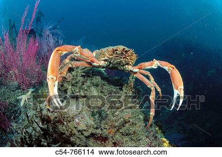 Eastern Atlantic Galicia Spain Great spider crab Maja squinado View Large Photo Image Picture - Eastern Atlantic Galicia Spain Great spider crab Maja squinado. Fotosearch