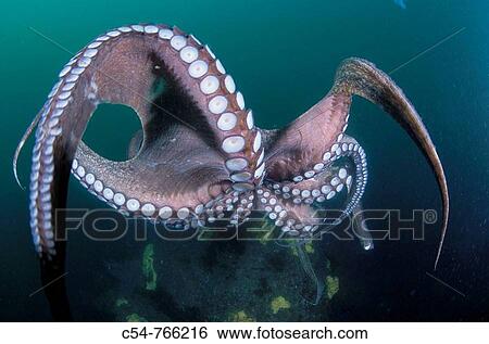 Stock Photograph - Eastern Atlantic Galicia Spain Octopus Octopus vulgaris. Fotosearch