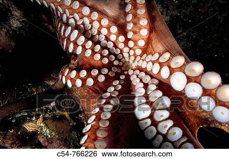 Eastern Atlantic Galicia Spain Octopus Octopus vulgaris, detail of the suckers View Large Photo Image Stock Photograph - Eastern Atlantic Galicia Spain Octopus Octopus vulgaris, detail of the suckers. Fotosearch