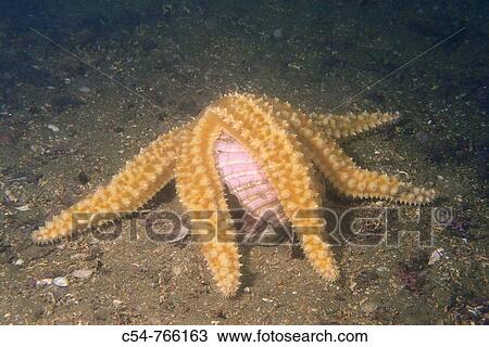 Eastern Atlantic Galicia Spain Spiny starfish Marthasterias glacialis devouring Great scallop View Large Photo Image Stock Image - Eastern Atlantic Galicia Spain Spiny starfish Marthasterias glacialis devouring Great scallop. Fotosearch