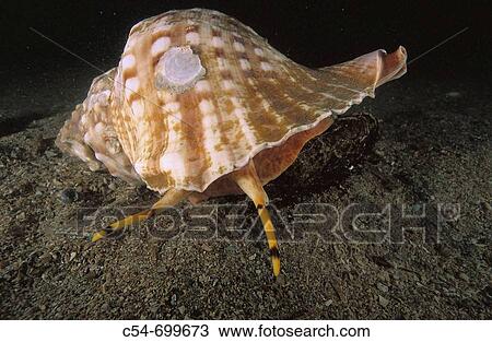 Eastern Atlantic. Galicia. Spain. Triton's horn. Trumpet shell. Charonia lampas View Large Photo Image Stock Image - Eastern Atlantic. Galicia. Spain. Triton's horn. Trumpet shell. Charonia lampas. Fotosearch