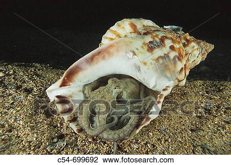 Stock Image - Eastern Atlantic. Galicia. Spain. Octopus hiding in a Trumpet shell (Octopus vulgaris). Fotosearch
