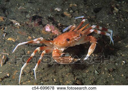 Eastern Atlantic. Galicia. Spain. Deep-sea swimming crab. Bathynectes maravigna View Large Photo Image Stock Photo - Eastern Atlantic. Galicia. Spain. Deep-sea swimming crab. Bathynectes maravigna. Fotosearch