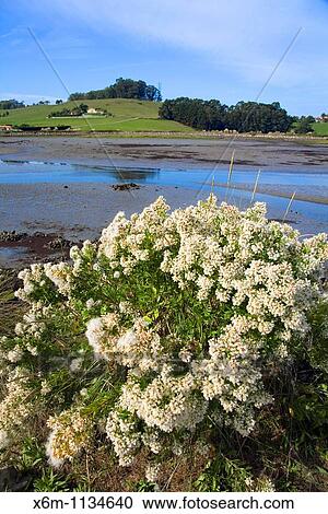 Eastern Baccharis, groundsel bush or consumption weed Baccharis halimifolia Bengoa salt marshes Marismas De Santoa Natural Reserve Cantabria, Spain, Europe View Large Photo Image Stock Image - Eastern Baccharis, groundsel bush or consumption weed Baccharis halimifolia Bengoa salt marshes Marismas De Santoa Natural Reserve Cantabria, Spain, Europe. Fotosearch