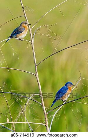 Stock Photo - Eastern Bluebird (Sialia sialis), pair on perch. Fotosearch