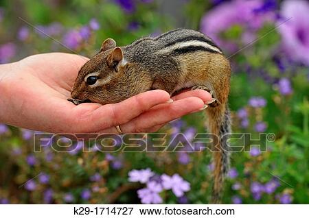 Eastern chipmunk Tamias striatus eating sunflower seeds from a human hand View Large Photo Image Stock Photo - Eastern chipmunk Tamias striatus eating sunflower seeds from a human hand. Fotosearch