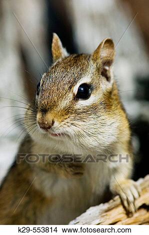 Picture - Eastern chipmunk, (Tamias striatus). Gathering seeds in cheek pouches. Fotosearch