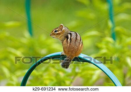 Eastern chipmunk (Tamias striatus) loafing in summer vegetable garden View Large Photo Image Picture - Eastern chipmunk (Tamias striatus) loafing in summer vegetable garden. Fotosearch