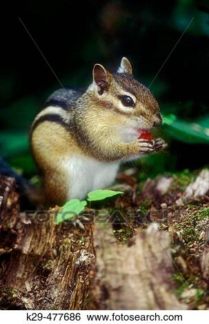 Eastern chipmunk (Tamias striatus) feeding on raspberry in summer woodland. Killarney PP. Ontario. Canada. View Large Photo Image Stock Photograph - Eastern chipmunk (Tamias striatus) feeding on raspberry in summer woodland. Killarney PP. Ontario. Canada.. Fotosearch