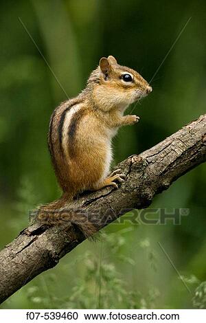 Stock Image - Eastern Chipmunk (Tamius striatus) - New York - Found across most of Eastern U. S. and Southeastern Canada. Fotosearch