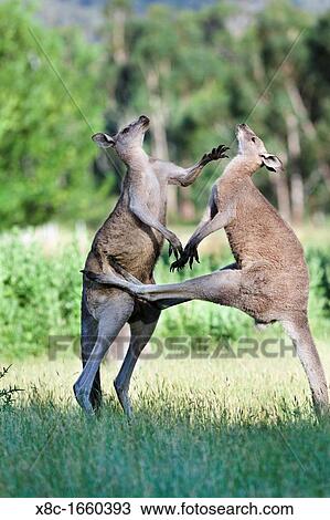 Eastern grey kangaroo Macropus giganteus View Large Photo Image Stock Image - Eastern grey kangaroo Macropus giganteus. Fotosearch