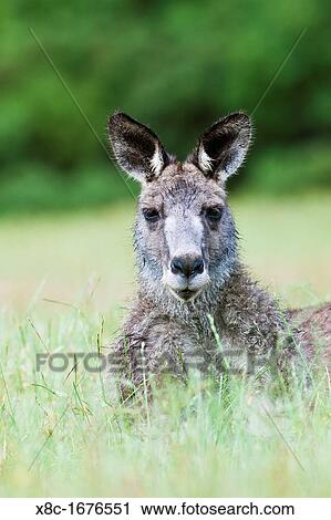 Eastern grey kangaroo Macropus giganteus View Large Photo Image Stock Image - Eastern grey kangaroo Macropus giganteus. Fotosearch