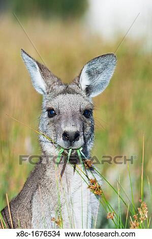Eastern grey kangaroo Macropus giganteus, it is the second largest living marsupial and one of the icons of Australia The Eastern grey kangaroo is mainly nocturnal and crepuscular, it is a grazer of mainly australian grassses and herbs Australia, Victoria View Large Photo Image Picture - Eastern grey kangaroo Macropus giganteus, it is the second largest living marsupial and one of the icons of Australia The Eastern grey kangaroo is mainly nocturnal and crepuscular, it is a grazer of mainly australian grassses and herbs Australia, Victoria. Fotosearch
