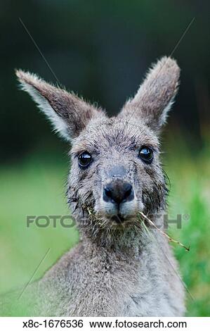 Eastern grey kangaroo Macropus giganteus, it is the second largest living marsupial and one of the icons of Australia The Eastern grey kangaroo is mainly nocturnal and crepuscular, it is a grazer of mainly australian grassses and herbs Australia, Victoria View Large Photo Image Stock Photograph - Eastern grey kangaroo Macropus giganteus, it is the second largest living marsupial and one of the icons of Australia The Eastern grey kangaroo is mainly nocturnal and crepuscular, it is a grazer of mainly australian grassses and herbs Australia, Victoria. Fotosearch