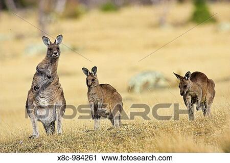 Eastern Grey Kangaroo or Forester Kangaroo Macropus giganteus, group standing upright Australia, Tasmania, February 2006 View Large Photo Image Stock Image - Eastern Grey Kangaroo or Forester Kangaroo Macropus giganteus, group standing upright Australia, Tasmania, February 2006. Fotosearch