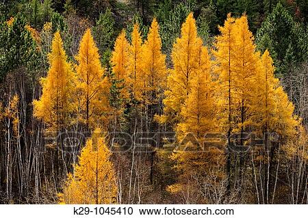 Eastern larches in autumn foliage View Large Photo Image Stock Image - Eastern larches in autumn foliage. Fotosearch