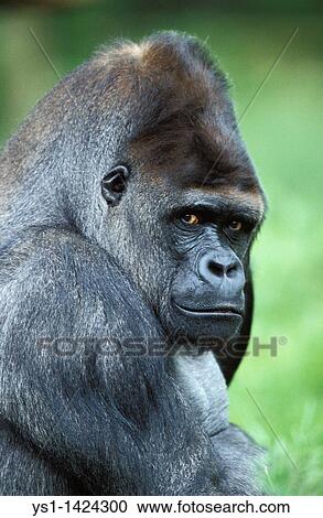 EASTERN LOWLAND GORILLA gorilla gorilla graueri, HEAD OF MALE View Large Photo Image Stock Image - EASTERN LOWLAND GORILLA gorilla gorilla graueri, HEAD OF MALE. Fotosearch