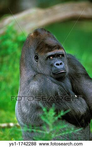 Eastern Lowland Gorille, gorilla gorilla grauer, Portrait of Male View Large Photo Image Stock Photo - Eastern Lowland Gorille, gorilla gorilla grauer, Portrait of Male. Fotosearch