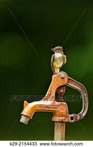 Eastern phoebe (Sayornis phoebe) perched on a pump handle at the Eden Falls trailhead, Buffalo National River (Ponca Unit), Arkansas, USA. View Large Photo Image Stock Image - Eastern phoebe (Sayornis phoebe) perched on a pump handle at the Eden Falls trailhead, Buffalo National River (Ponca Unit), Arkansas, USA.. Fotosearch