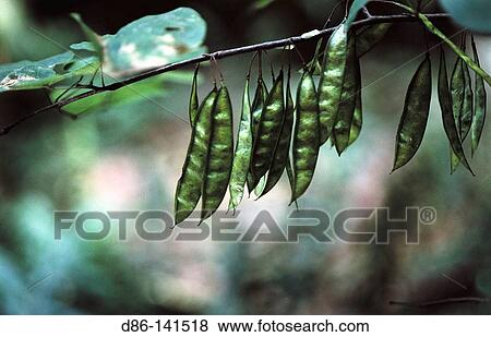 Stock Photo - Eastern Redbuds (Cercis canadensis). Fotosearch
