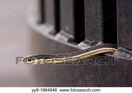Stock Photograph - Eastern Ribbon Snake - Green Cay Wetlands - Boynton Beach, Florida USA.. Fotosearch
