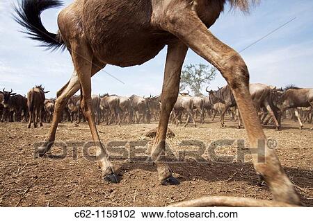 Eastern White-bearded Wildebeest (Connochaetes taurinus) herd -wide angle perspective-, Maasai Mara National Reserve, Kenya View Large Photo Image Stock Image - Eastern White-bearded Wildebeest (Connochaetes taurinus) herd -wide angle perspective-, Maasai Mara National Reserve, Kenya. Fotosearch