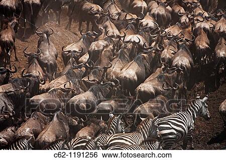 Eastern White-bearded Wildebeest (Connochaetes taurinus) herd and Common or Plain's Zebra (Equus quagga burchellii) moving up the river bank, Maasai Mara National Reserve, Kenya View Large Photo Image Stock Photograph - Eastern White-bearded Wildebeest (Connochaetes taurinus) herd and Common or Plain's Zebra (Equus quagga burchellii) moving up the river bank, Maasai Mara National Reserve, Kenya. Fotosearch