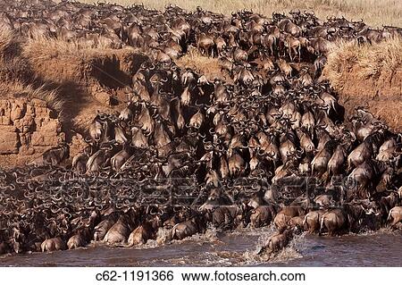Eastern White-bearded Wildebeest (Connochaetes taurinus) herd crossing the Mara River, Maasai Mara National Reserve, Kenya View Large Photo Image Stock Photograph - Eastern White-bearded Wildebeest (Connochaetes taurinus) herd crossing the Mara River, Maasai Mara National Reserve, Kenya. Fotosearch