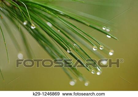 Eastern white pine Pinus strobus Needles with raindrops View Large Photo Image Stock Photo - Eastern white pine Pinus strobus Needles with raindrops. Fotosearch