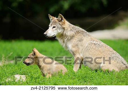 Eastern wolf (Canis lupus lycaon) mother with her whelp, Germany, Europe View Large Photo Image Stock Photography - Eastern wolf (Canis lupus lycaon) mother with her whelp, Germany, Europe. Fotosearch