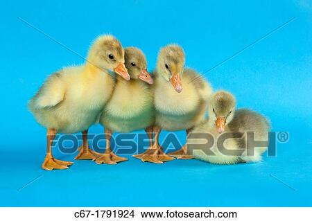 Ebdem Geese Goslings at four days old on blue background View Large Photo Image Picture - Ebdem Geese Goslings at four days old on blue background. Fotosearch