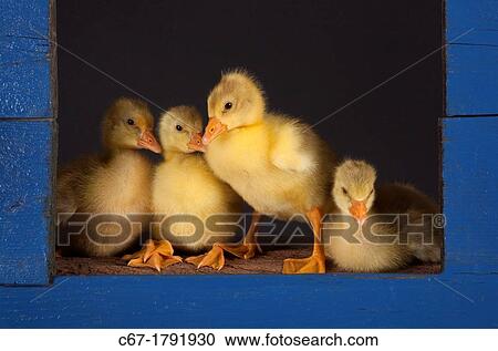 Ebdem Geese Goslings at four days old View Large Photo Image Stock Image - Ebdem Geese Goslings at four days old. Fotosearch