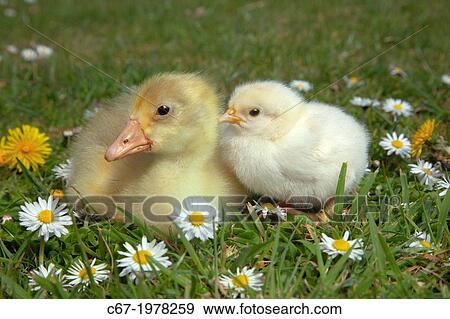 Ebdem Geese Goslings at four days old and 3 day old chicken. View Large Photo Image Stock Photo - Ebdem Geese Goslings at four days old and 3 day old chicken.. Fotosearch