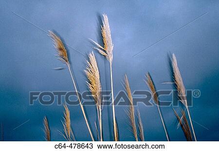 Ebro delta. Catalunya. Spain. View Large Photo Image Stock Image - Ebro delta. Catalunya. Spain.. Fotosearch